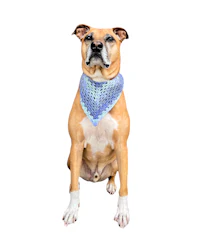 a dog wearing a blue crochet bandana